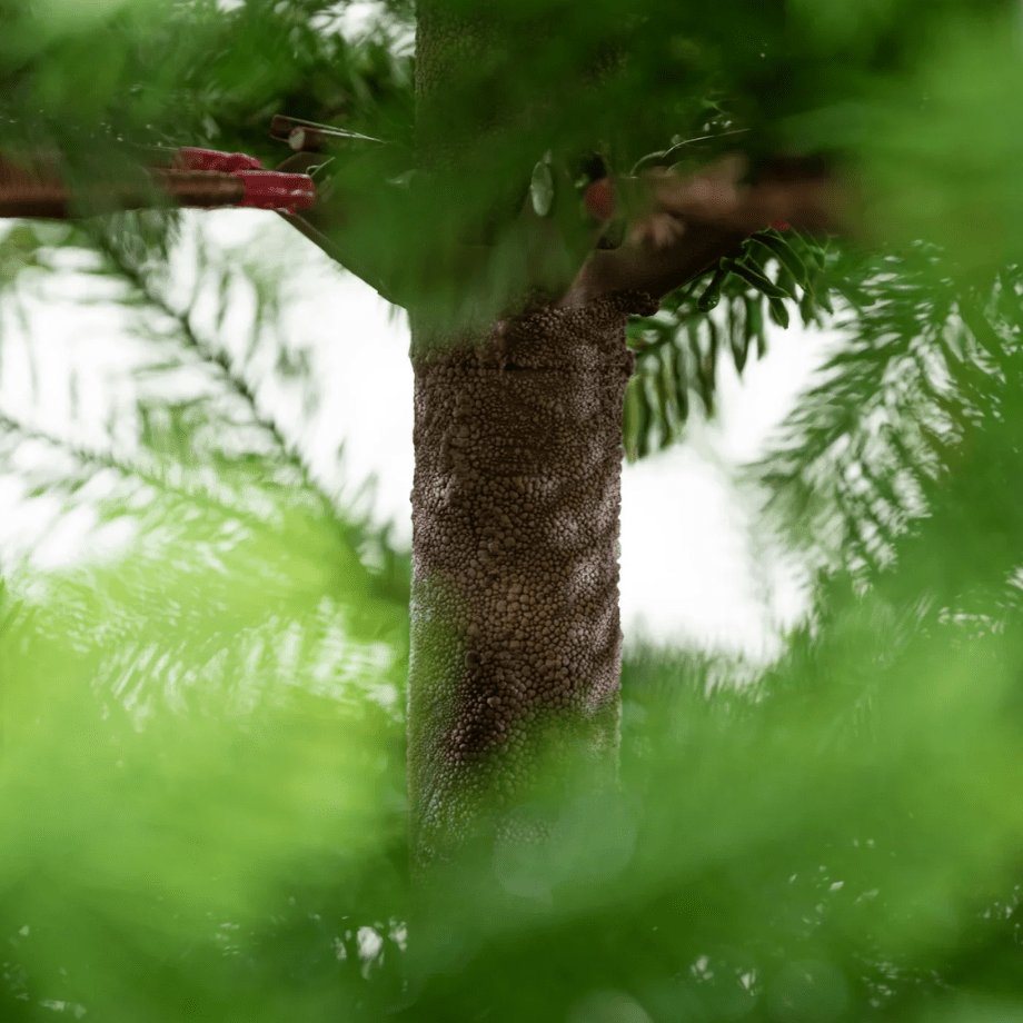 Albero di Natale "Royal" 100 % PE Effetto Real Touch - MondoViro