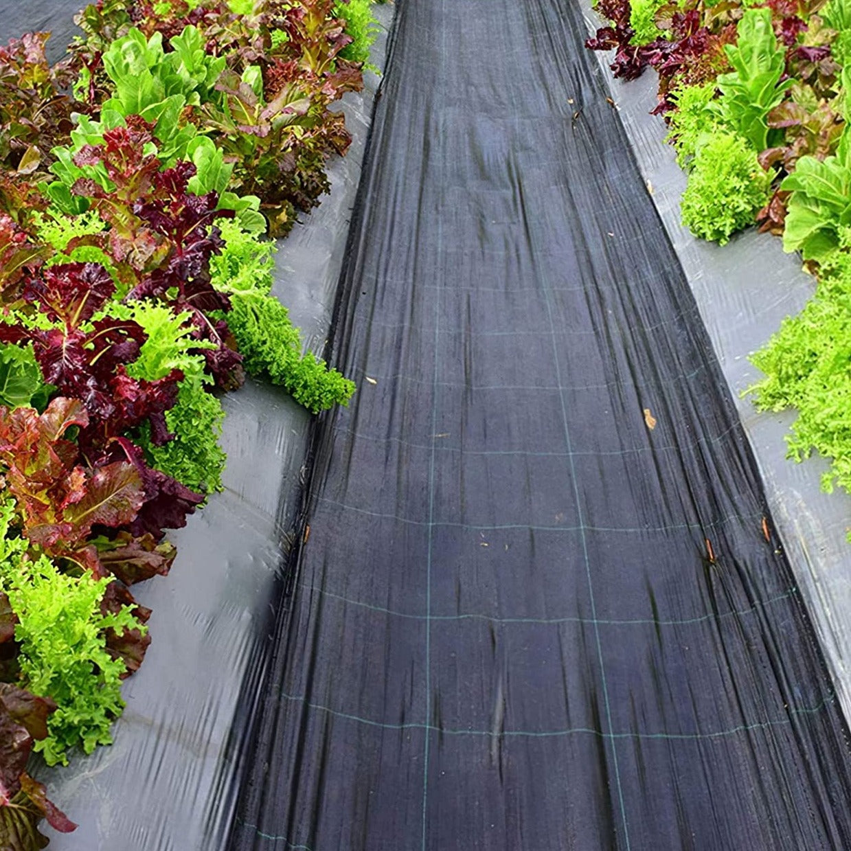 Telo per pacciamatura in polipropilene anti erbacce e UV permeabile