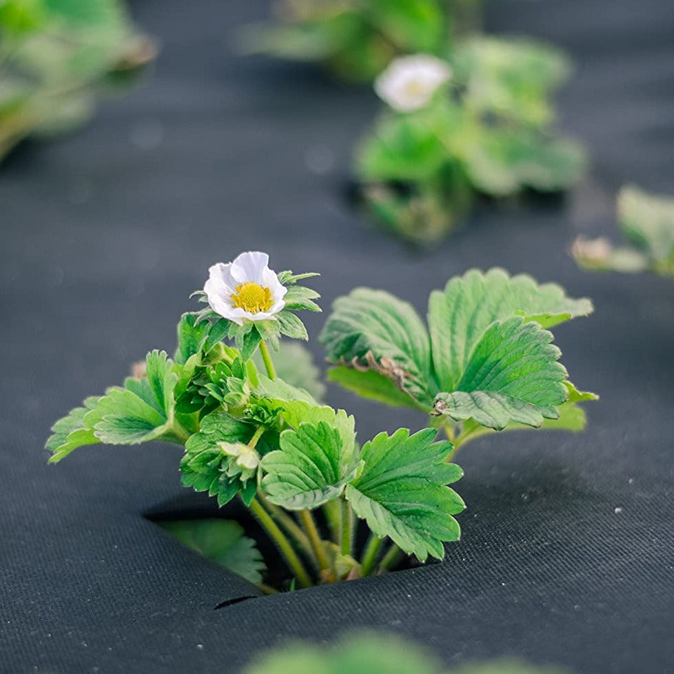 Telo per pacciamatura in TNT nero anti erbacce e UV permeabile