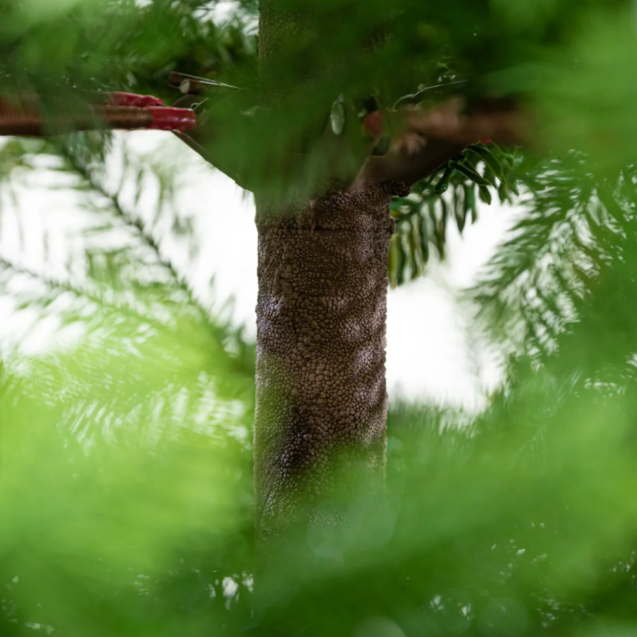 Albero di Natale "Royal" 100 % PE Effetto Real Touch