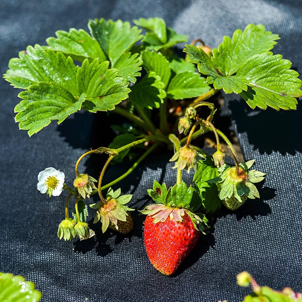 100 pz Picchetti per fissaggio del telo pacciamatura in plastica nero cm 20h