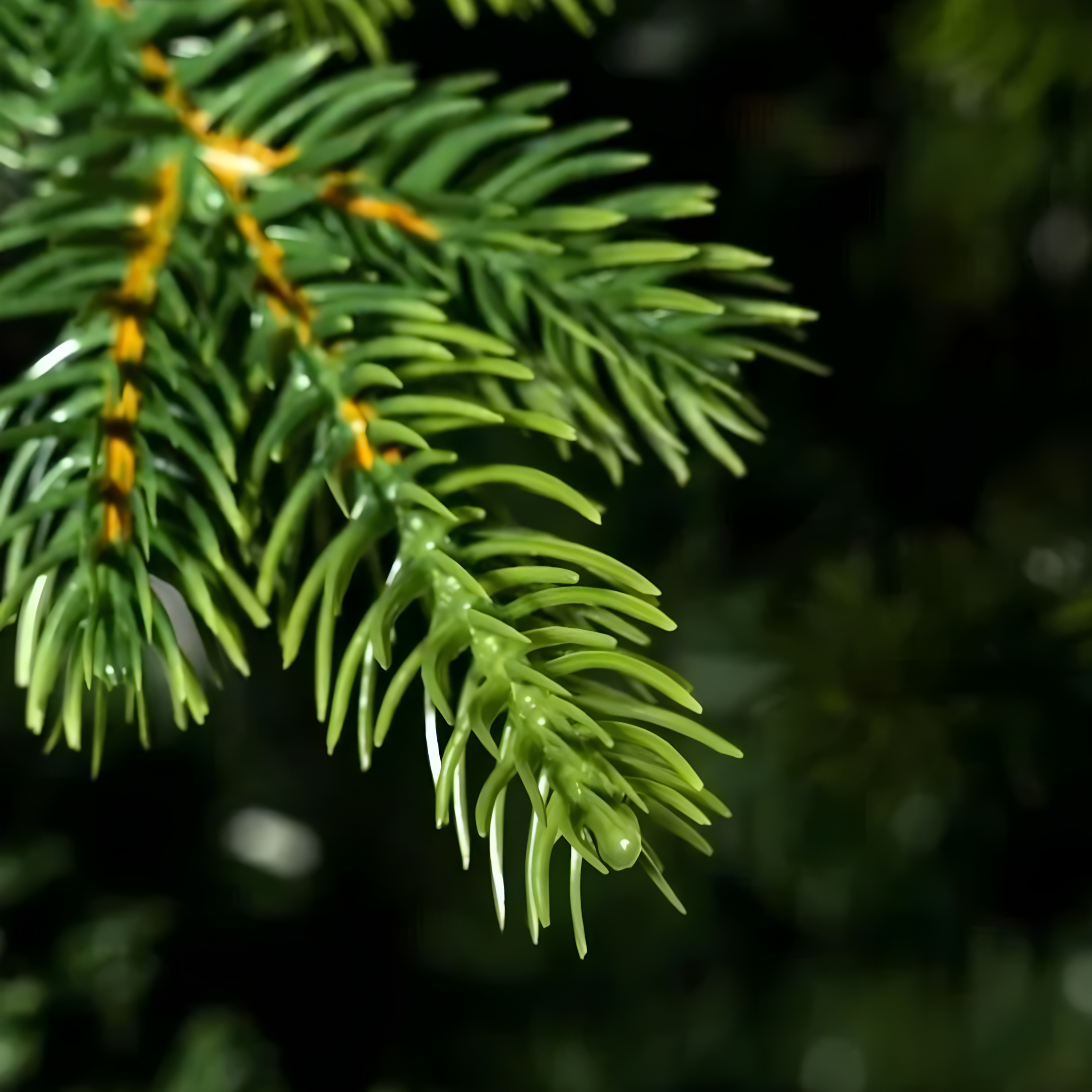Albero di Natale "Reindeer" con tronco moderno incluso in PE effetto Real Touch